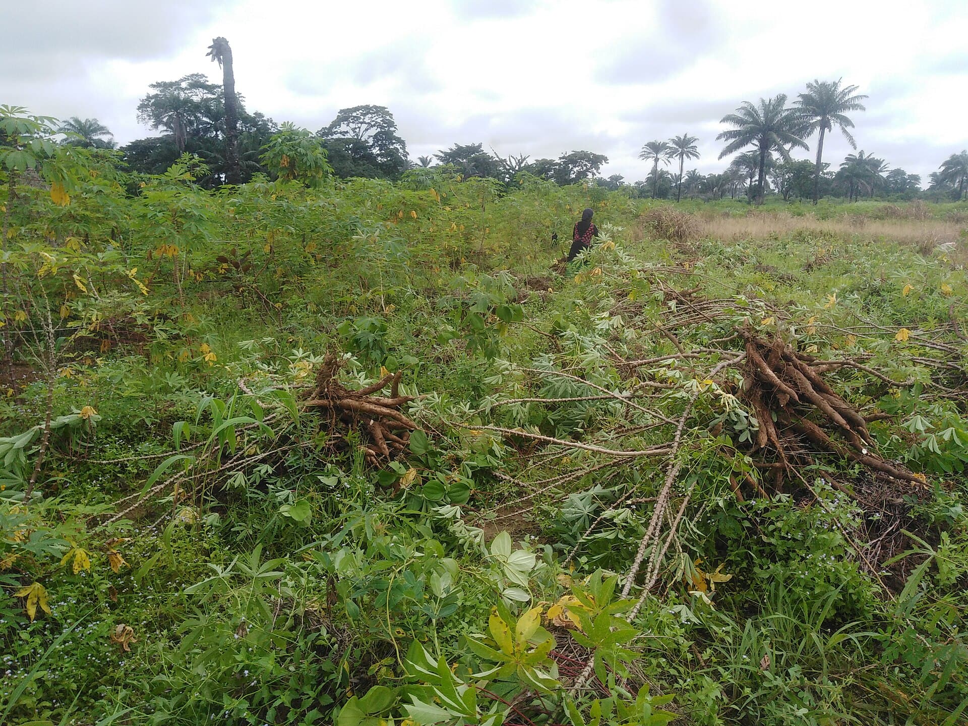 A Massive Cassava Farm.jpg