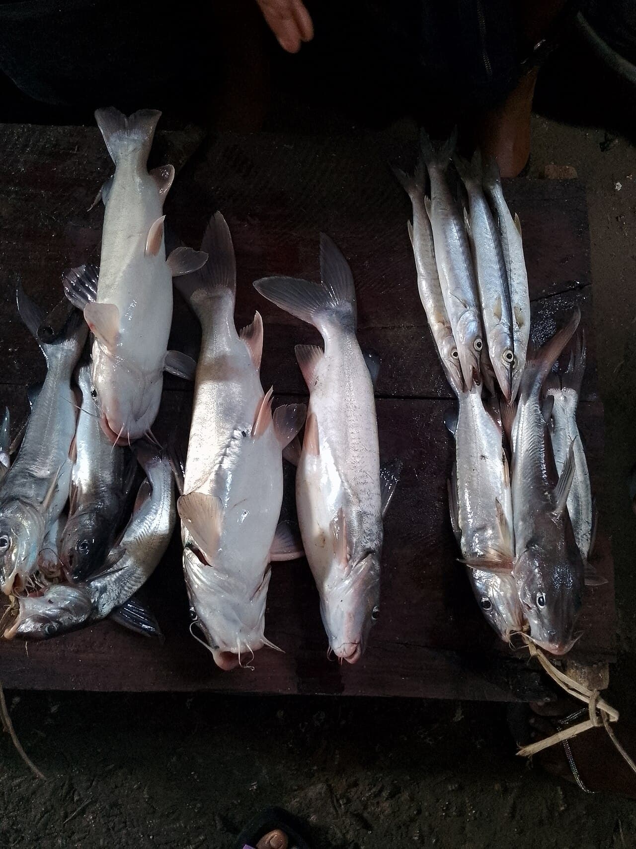 Fresh catfish