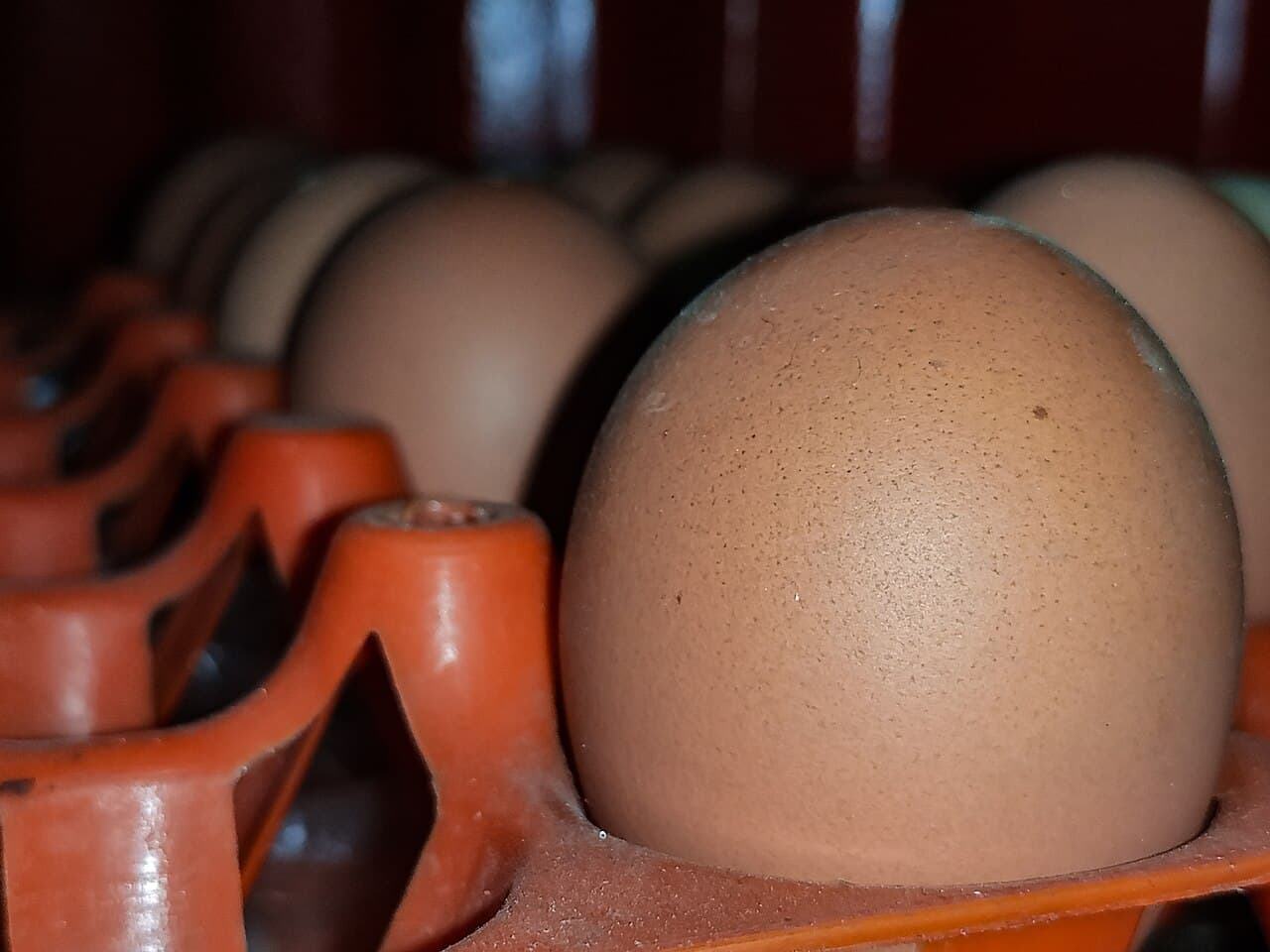 Farm eggs