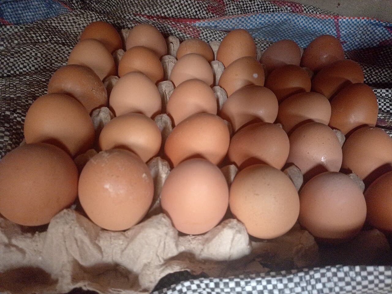 Egg crate on sack.jpg
