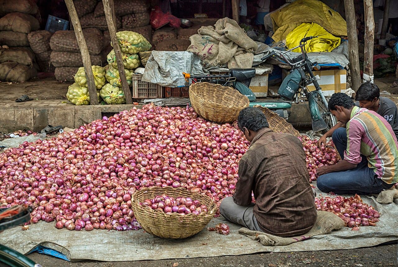 Sorting Onions (15358524090).jpg
