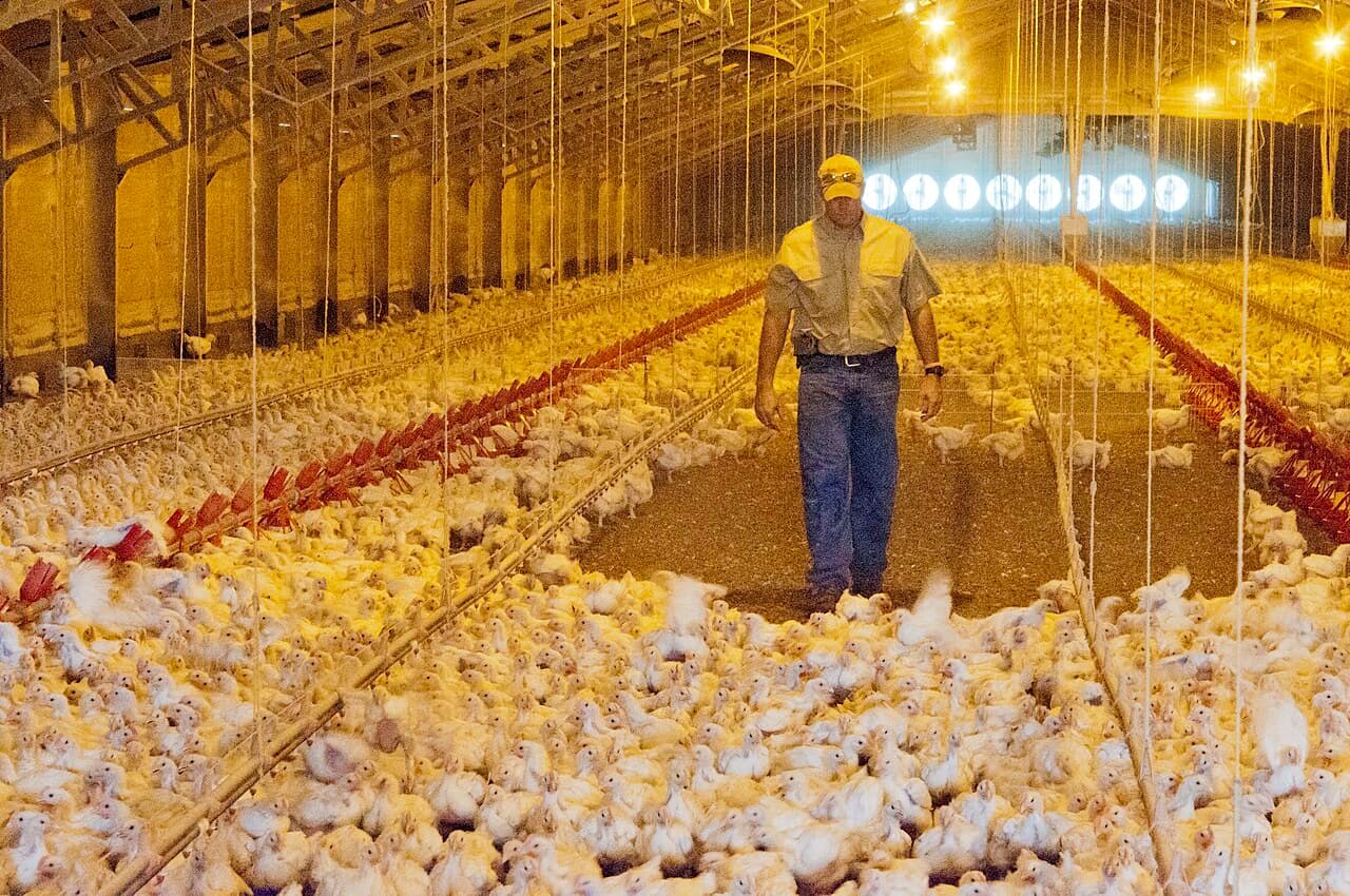 Bobby Morgan Poultry Farm Agriculture in the United States.jpg
