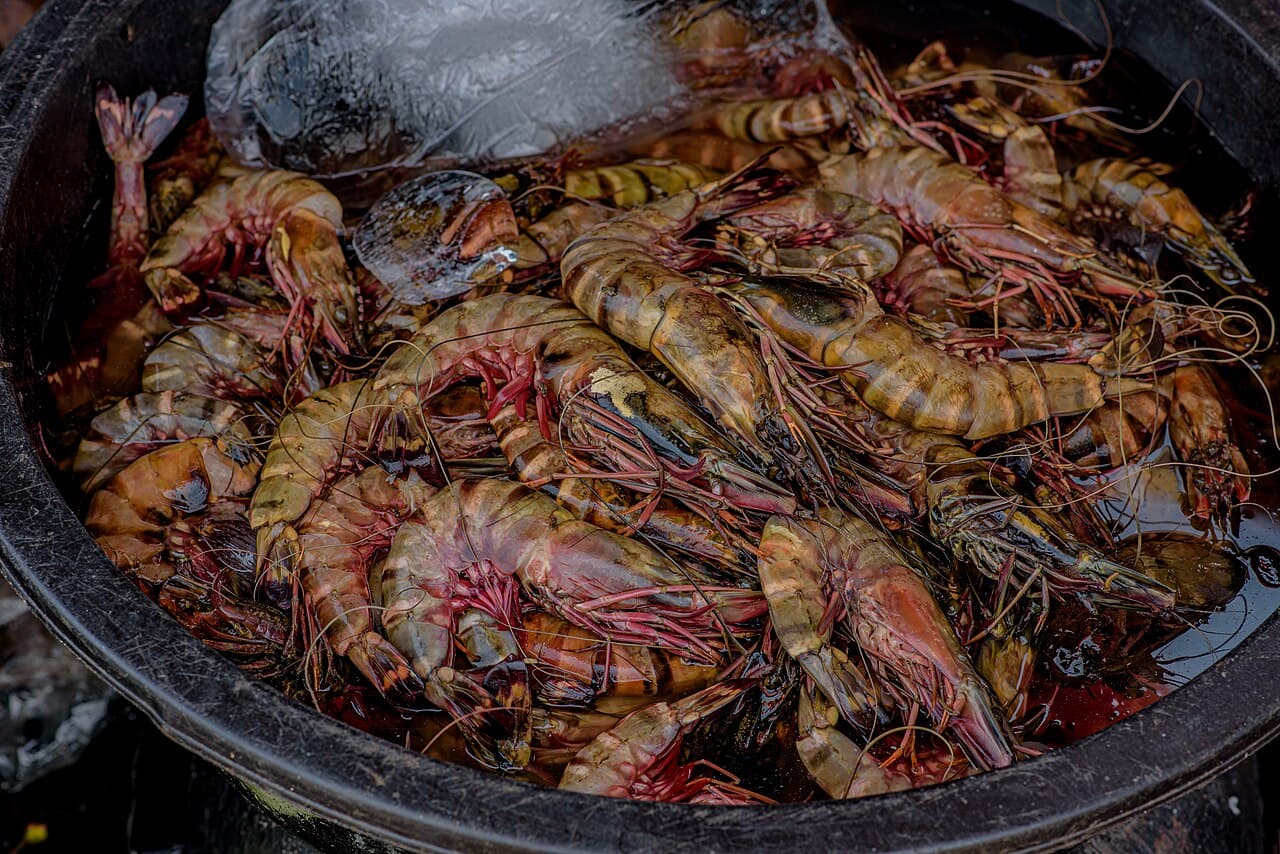 Fresh sea prawns.jpg