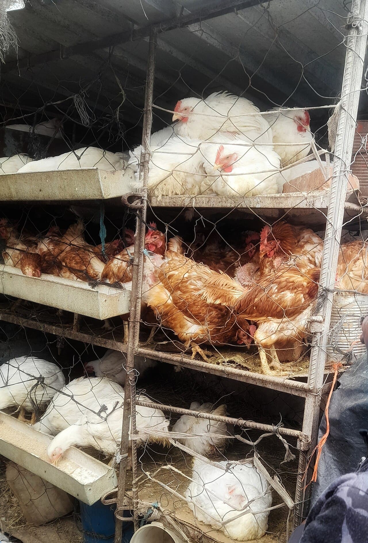 Spent layers (old hens)