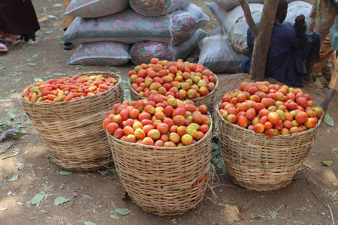Premium tomatoes