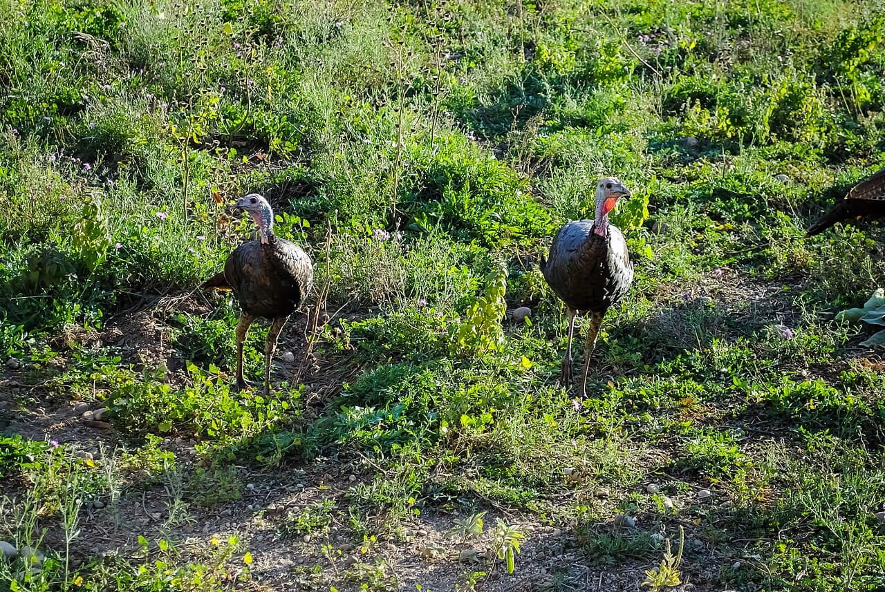 Live turkeys (mature toms & hens)